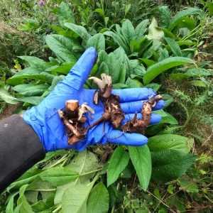 Bocking 14 Comfrey Crown Cuttings - Organic, Reliable Live Plant for Mulch & Fertilizer - Image 2