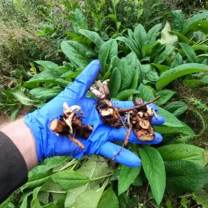 Bocking #4 Comfrey Plant Crown Cuttings – Organic, Fast Growing Perennial - Image 4