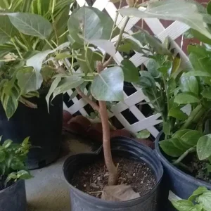 Bodhi Plant Ficus Religiosa - Sacred Fig Live Tree - 2-3 Feet Tall - 3 Gal Pot - Image 2