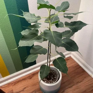 Bodhi Plant Ficus Religiosa - Sacred Fig Live Tree - 2-3 Feet Tall - 3 Gal Pot - Image 3