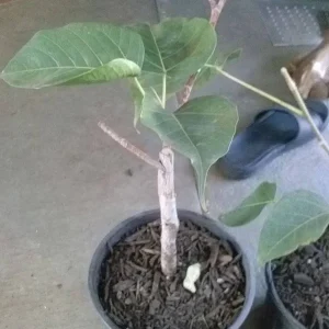Bodhi Tree Ficus Religiosa Live Plant - 1 Foot Tall - Sacred Fig Plant in 6" Pot - Image 2