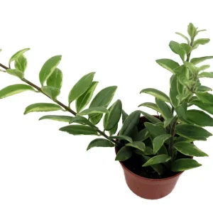 Bolero Bicolor Lipstick Plant - Live Aeschynanthus in 2.5" Pot - Indoor Flowering - Image 2