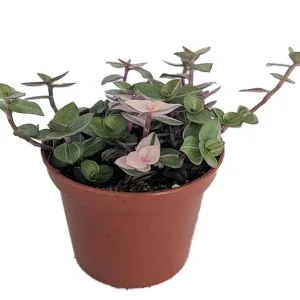 Bolivian Pink Jewel Callisia Repens Live Plant – 2.5" Pot – Indoor - Image 1