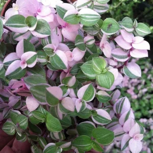 Bolivian Pink Jewel Callisia Repens Live Plant - 3.7 inch Pot - Indoor - Image 2