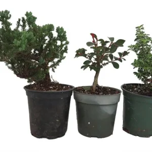 Bonsai Assortment - 3 Live Plants, 4 inch Pots - Indoor & Outdoor - Image 1