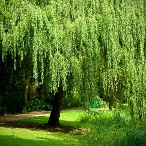Bonsai Green Weeping Willow Tree Seeds - Thick Trunk Willow - 5 Count - Indoor & Outdoor - Image 3