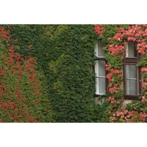 Boston Ivy Live Plant - Parthenocissus tricuspidata Veitchii - 2.5" Pot - Image 2