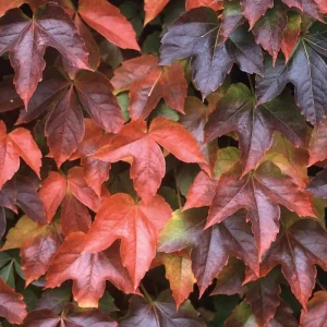 Boston Ivy Live Plant - Parthenocissus tricuspidata Veitchii - 2.5" Pot - Image 1