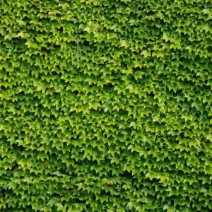 Boston Ivy Live Plant - Parthenocissus tricuspidata Veitchii - 2.5