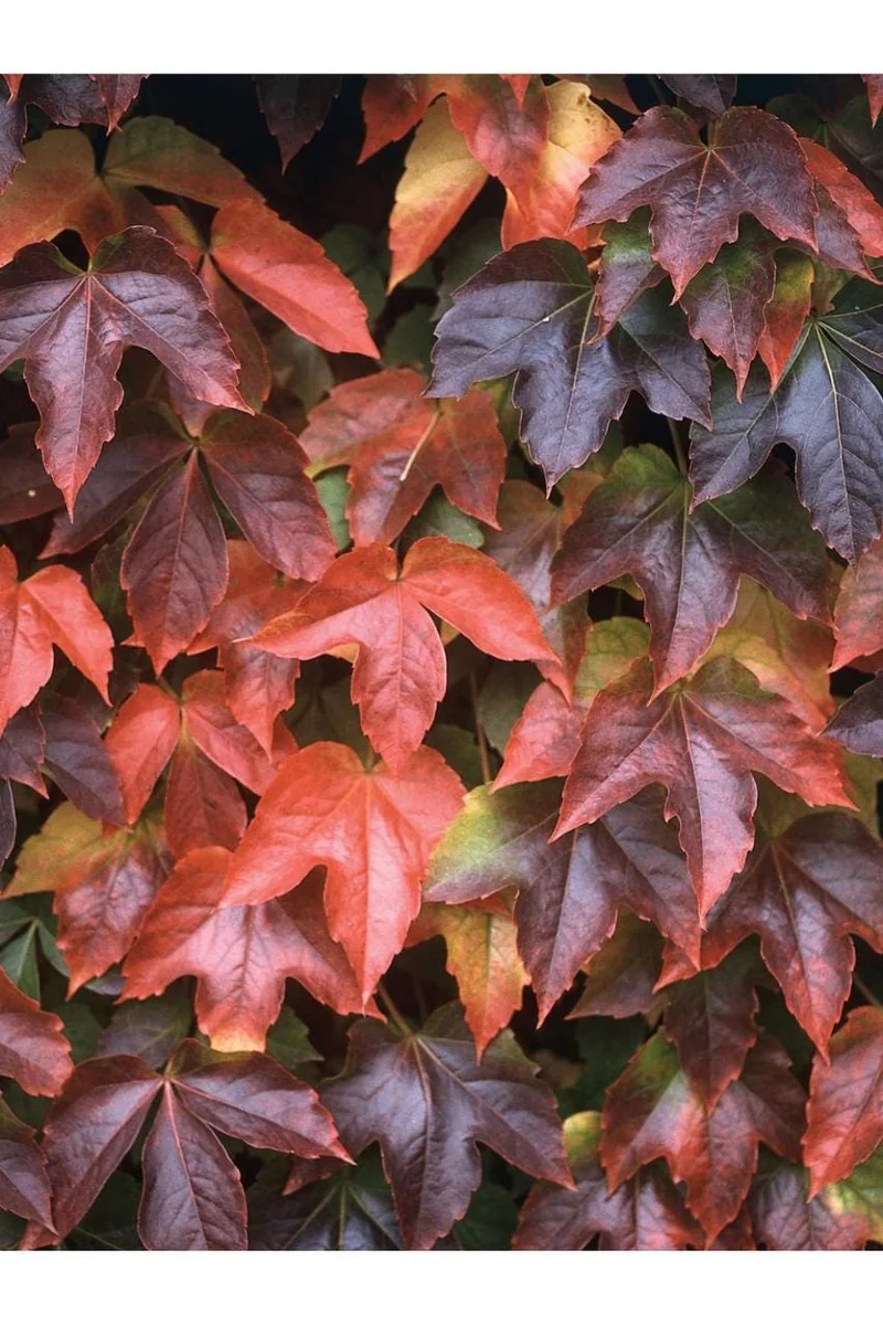 Boston Ivy Live Plant - Parthenocissus tricuspidata Veitchii - 2.5" Pot - Image 1