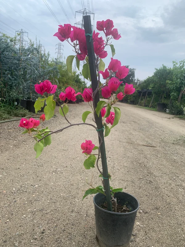Bougainvillea Barbara Karst Live Plant - Magenta Flowering Vine 1-2 ft Tall Outdoor - Image 2