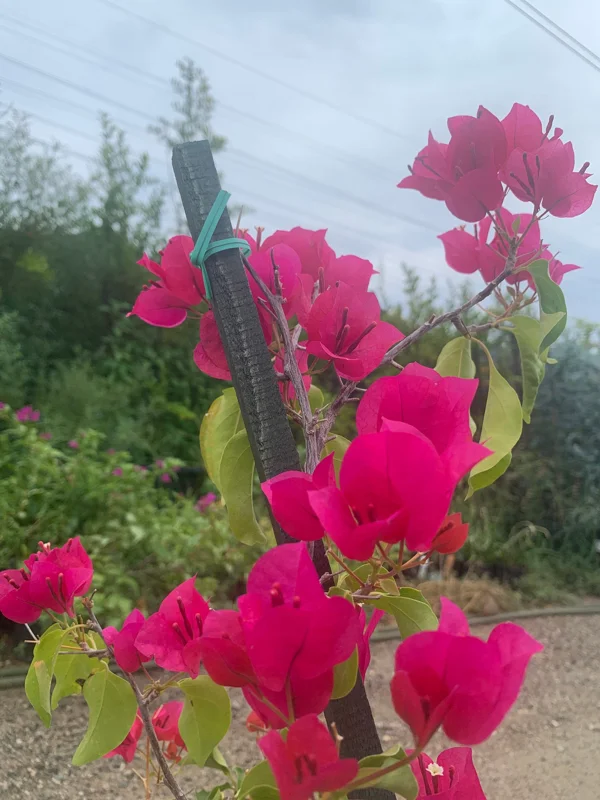 Bougainvillea Barbara Karst Live Plant - Magenta Flowering Vine 1-2 ft Tall Outdoor - Image 3