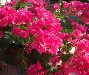 Bougainvillea 'Juanita Hadden' Live Plant - 4 inch Nursery Pot Size - Outdoor - Image 1