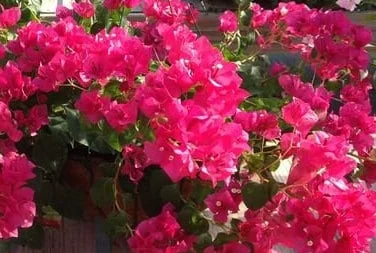 Bougainvillea 'Juanita Hadden' Live Plant - 4 inch Nursery Pot Size - Outdoor - Image 1