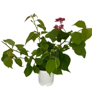 Bougainvillea Live Plant - Everblooming Vine - 4 Inch Pot - Indoor/Outdoor - Image 2