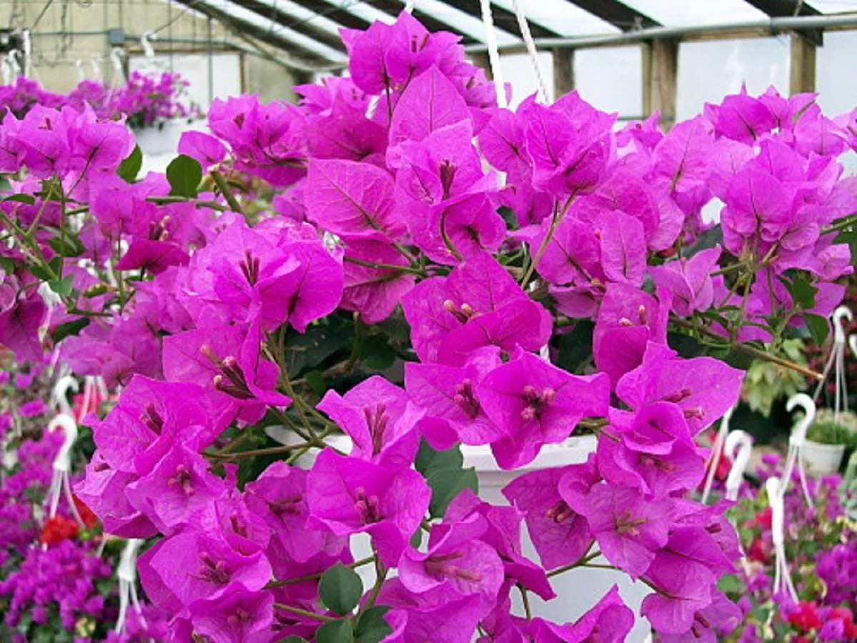 Bougainvillea Live Plant - Everblooming Vine - 4 Inch Pot - Indoor/Outdoor - Image 4