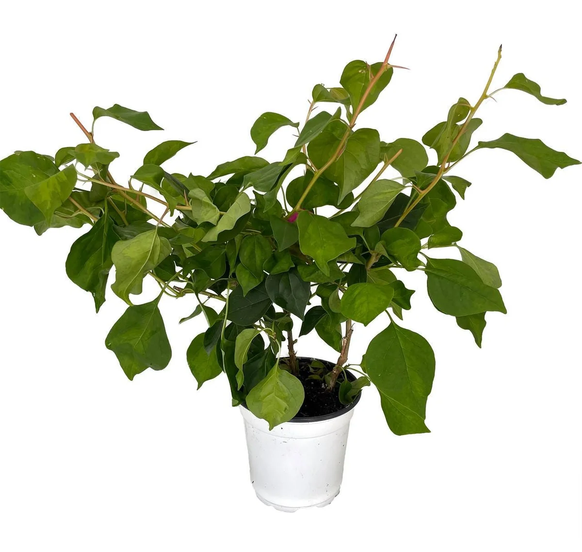 Bougainvillea Live Plant - Everblooming Vine - 4 Inch Pot - Indoor/Outdoor - Image 1