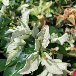 Bougainvillea Mauna Kea Live Plant – 1 ft Tall – 6 inch Pot – Outdoor Shrub - Image 1