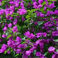Bougainvillea 'New River Purple' Live Plant, 4" Pot Size, Vibrant Climber - Image 1