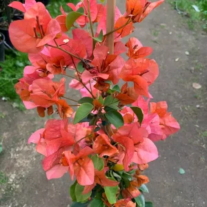 Bougainvillea Orange King Live Plant 1-2 ft Tall in 6" Pot - Image 2