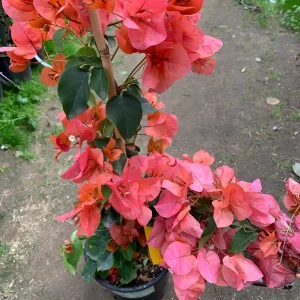 Bougainvillea Orange King Live Plant 1-2 ft Tall in 6" Pot - Image 1