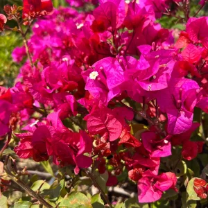 Bougainvillea Temple Fire Bush Live Plant – 1-2 ft Tall, 3 Gallon Pot – Outdoor Shrub - Image 3