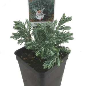 Boulevard Cypress Live Plant - Chamaecyparis - 2.5 inch Pot - Fairy Garden - Image 1