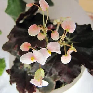 Bower's Black Begonia Live Plant - 2.5