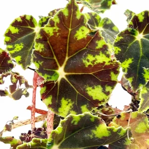 Bower's Black Begonia Live Plant - 2.5" Pot - Terrarium & Houseplant - Image 1