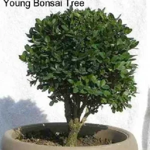 Boxwood Live Plant - Fast Growing Evergreen Shrub - Sun or Shade - 4 inch Pot - Image 5
