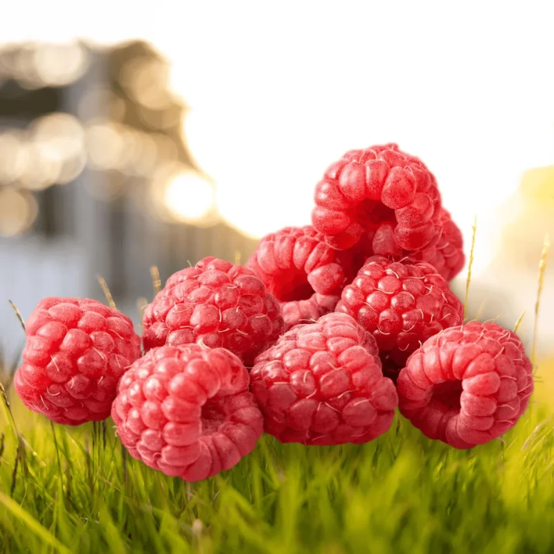 Boyne Raspberry Plants - Bare Root Cane - Cold Hardy & Sweet