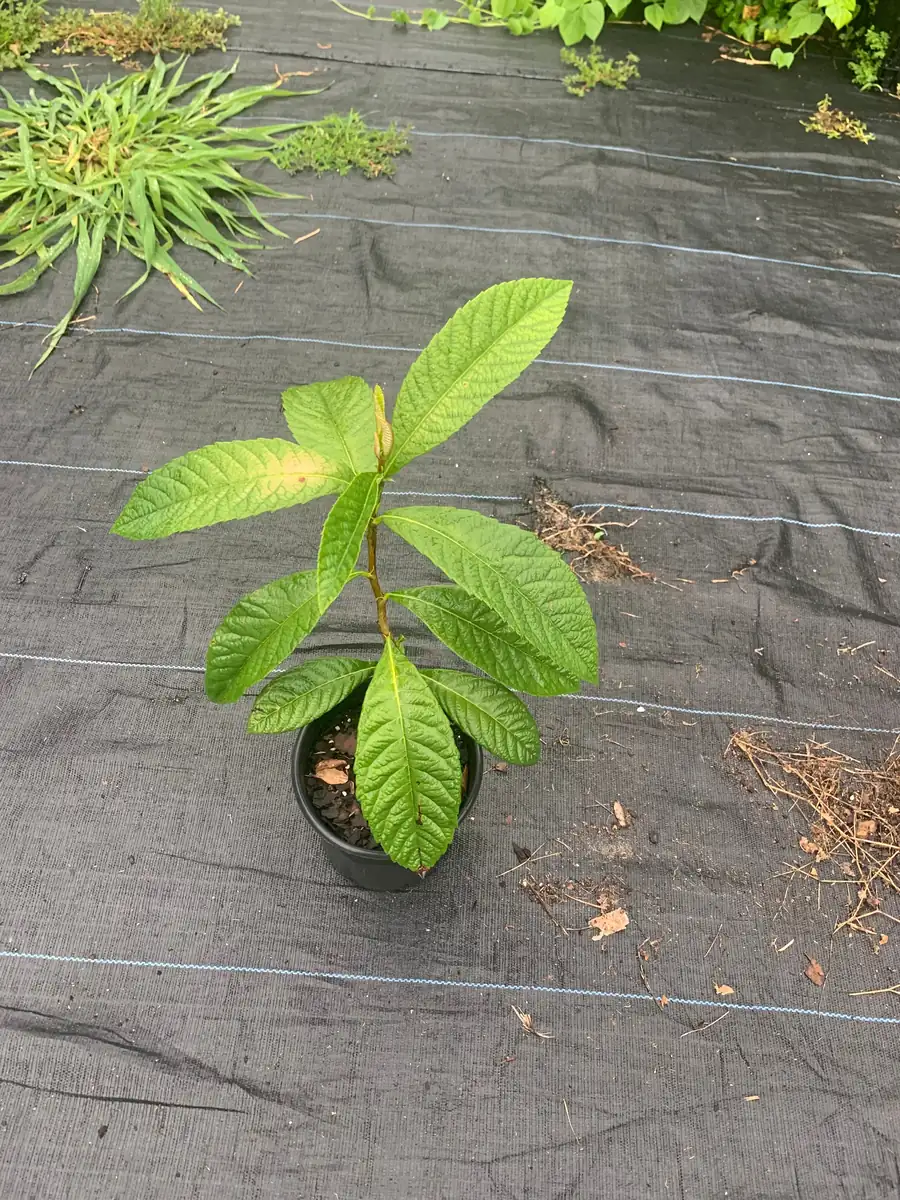 Bradenton Loquat Tree – Eriobotrya japonica Live Plant – 2 Gallon Pot – Outdoor Fruit Tree - Image 3