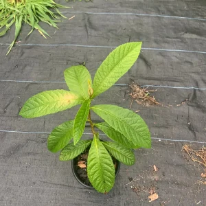 Bradenton Loquat Tree – Eriobotrya japonica Live Plant – 2 Gallon Pot – Outdoor Fruit Tree - Image 4