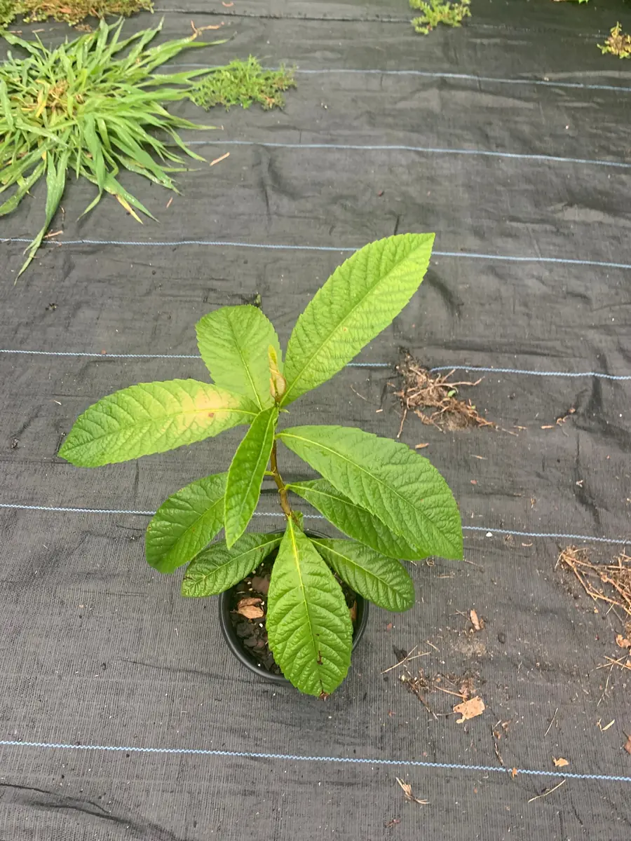 Bradenton Loquat Tree – Eriobotrya japonica Live Plant – 2 Gallon Pot – Outdoor Fruit Tree - Image 4