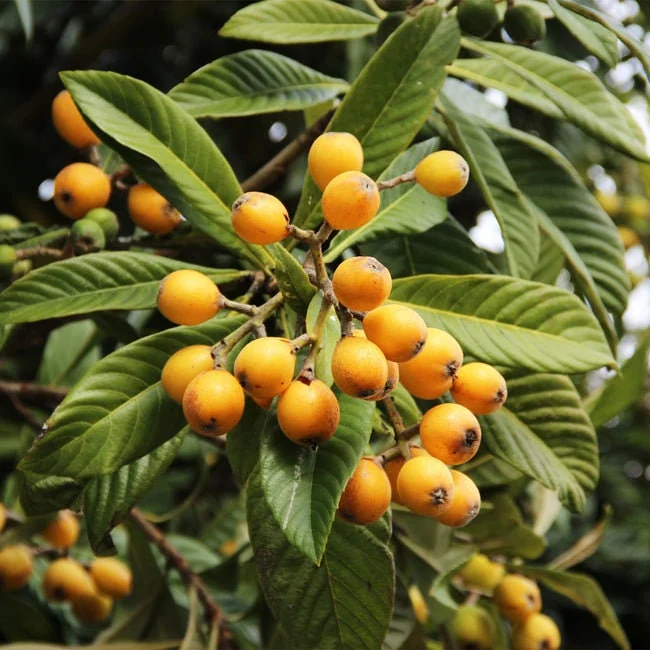 Bradenton Loquat Tree – Eriobotrya japonica Live Plant – 2 Gallon Pot – Outdoor Fruit Tree - Image 1