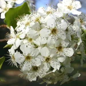 Bradford Pear Tree Live Plant Seedling - Pyrus Calleryana - 4-8 Inches Tall - Outdoor - Image 3