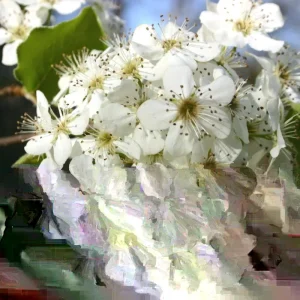 Bradford Pear Tree Live Plant Seedling - Pyrus Calleryana 4-8 Inches Tall (Set of 2) - Image 1