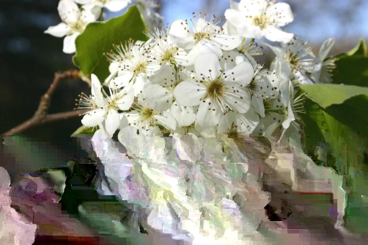 Bradford Pear Tree Live Plant Seedling - Pyrus Calleryana 4-8 Inches Tall (Set of 2) - Image 1