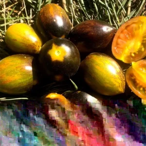 Brad's Atomic Grape Tomato Seeds - 20 Organic Vegetable Seeds for Garden - Image 4