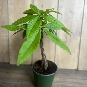 Braided Money Tree Plant - Pachira aquatica Live Indoor Plant - 4 inch or 6 inch Pot - Image 4