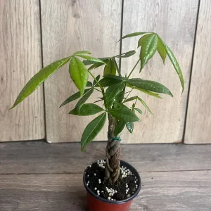 Braided Money Tree Plant - Pachira aquatica Live Indoor Plant - 4 inch or 6 inch Pot - Image 9
