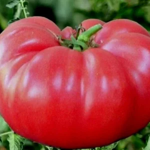 Brandywine Heirloom Tomato Seeds Organic - Black, Red, Orange, Pink - 25 Seeds - Image 4