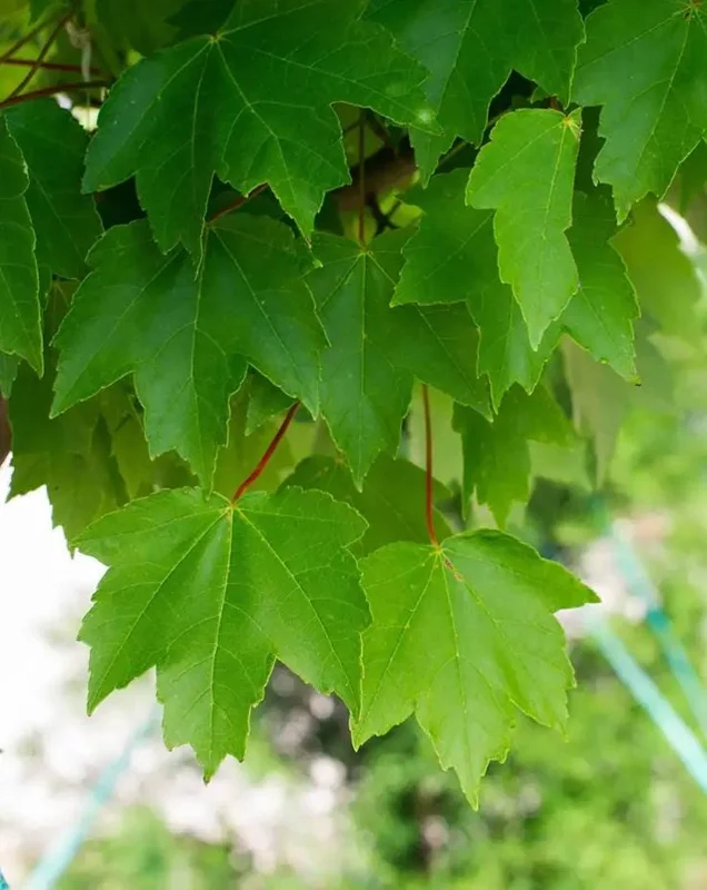 Brandywine Maple Live Tree - 1-2 ft Tall - Quart Pot - Deciduous Outdoor Shade Tree - Image 2