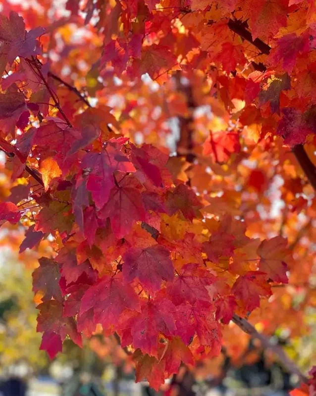 Brandywine Maple Live Tree - 1-2 ft Tall - Quart Pot - Deciduous Outdoor Shade Tree - Image 3