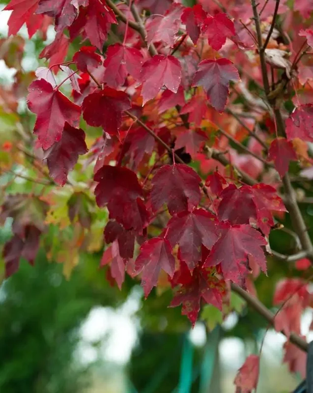 Brandywine Maple Live Tree - 1-2 ft Tall - Quart Pot - Deciduous Outdoor Shade Tree - Image 4