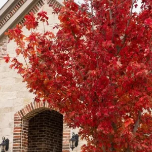 Brandywine Maple Live Tree - 1-2 ft Tall - Quart Pot - Deciduous Outdoor Shade Tree - Image 5