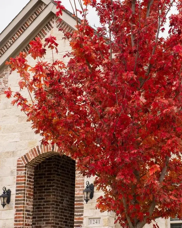 Brandywine Maple Live Tree - 1-2 ft Tall - Quart Pot - Deciduous Outdoor Shade Tree - Image 5