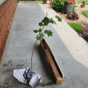 Brandywine Maple Live Tree - 1-2 ft Tall - Quart Pot - Deciduous Outdoor Shade Tree - Image 6