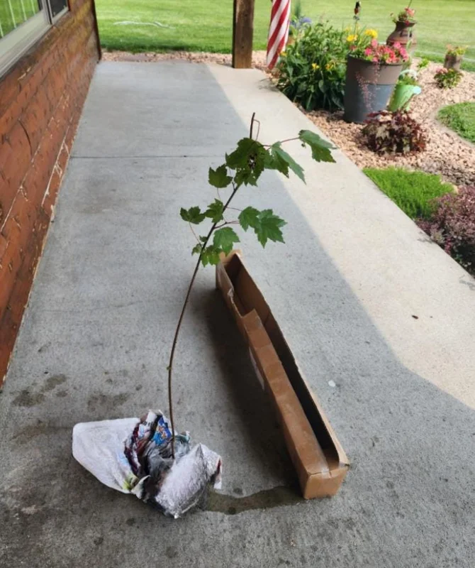 Brandywine Maple Live Tree - 1-2 ft Tall - Quart Pot - Deciduous Outdoor Shade Tree - Image 6