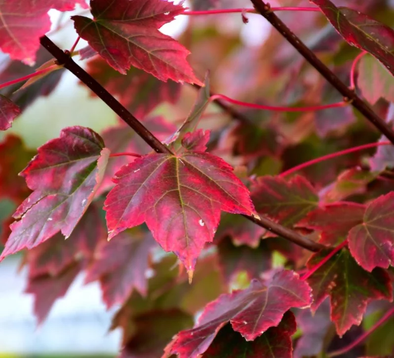 Brandywine Maple Live Tree - 1-2 ft Tall - Quart Pot - Deciduous Outdoor Shade Tree - Image 1